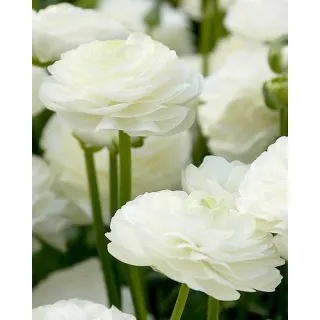 Compra RANÚNCULOS BLANCOS (100 Unid.) en la tienda online Fito Agrícola