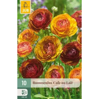 Compra RANÚNCULOS CAFE AU LAIT en la tienda online Fito Agrícola