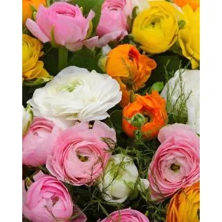 Compra RANÚNCULOS MEZCLA (100 Unid.) en la tienda online Fito Agrícola