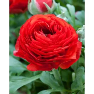 Compra RANÚNCULOS RED (100 Unid.) en la tienda online Fito Agrícola