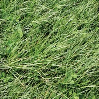 Compra RAY GRASS INGLÉS TEMPRANO (25 Kgr.). en la tienda online Fito Agrícola