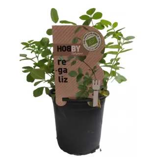 Compra REGALIZ ECOLÓGICA ME11 en la tienda online Fito Agrícola