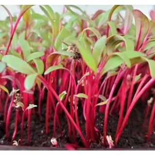 Compra REMOLACHA ROJA MICROGREENS (500 gr.). en la tienda online Fito Agrícola