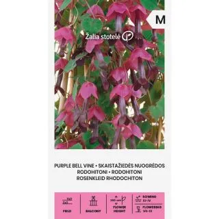 Compra RHODOCHITON PURPLE BELL VINE (10 Semillas). en la tienda online Fito Agrícola