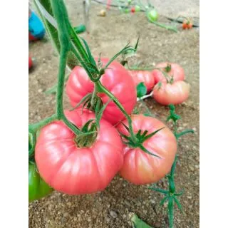 Compra TOMATE RIME F-1 (1.000 Semillas). en la tienda online Fito Agrícola