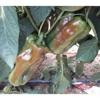 Compra PIMIENTO ROMEO F1 (1.000 Semillas) en la tienda online Fito Agrícola