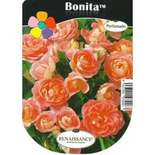 Compra ROSAL BONITA™ en la tienda online Fito Agrícola