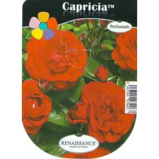 Compra ROSAL CAPRICIA™ en la tienda online Fito Agrícola