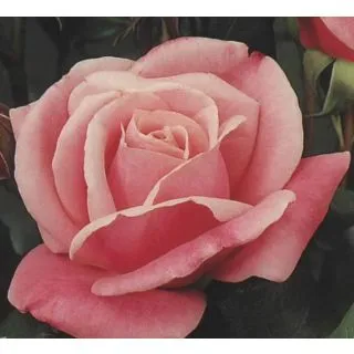 Compra ROSAL CARINA en la tienda online Fito Agrícola