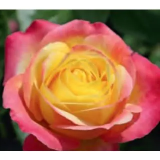 Compra ROSAL Oriental PEACE ® - Baipeace en la tienda online Fito Agrícola