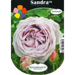 Compra ROSAL SANDRA™ en la tienda online Fito Agrícola