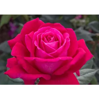 Compra ROSAL ELEGANCE® FRANÇAISE - Meithatie en la tienda online Fito Agrícola