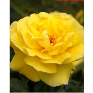 Compra ROSAL FRIESIA en la tienda online Fito Agrícola