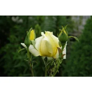 Compra ROSAL LANDORA (Trepador) en la tienda online Fito Agrícola