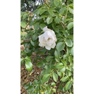 Compra ROSAL LOOPING® Meibeljenb (Llorón) en la tienda online Fito Agrícola