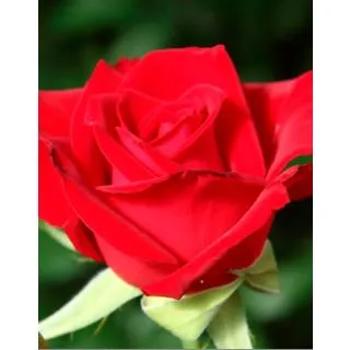 Compra ROSAL MEIRO en la tienda online Fito Agrícola