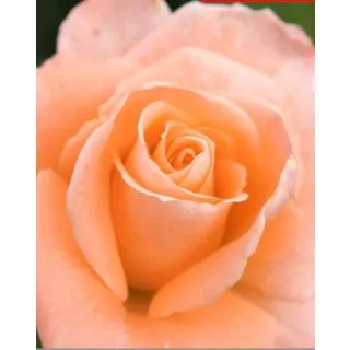 Compra ROSAL ROSAPLANT en la tienda online Fito Agrícola