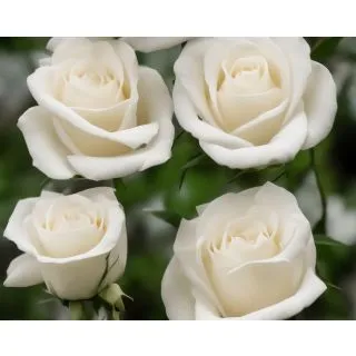 Compra ROSAL CAMELIA (Trepador) en la tienda online Fito Agrícola