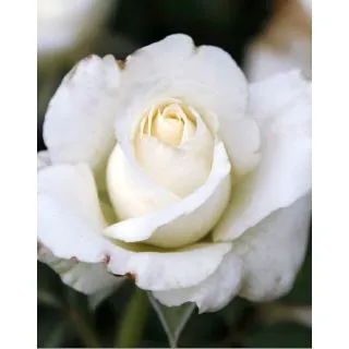 Compra ROSAL WHITE NEIGE en la tienda online Fito Agrícola