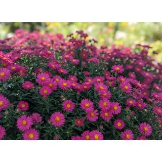Compra ASTER TIARA ROYAL PINK (126 Plantas) en la tienda online Fito Agrícola