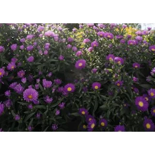 Compra ASTER TIARA ROYAL PURPLE (125 Plantas) en la tienda online Fito Agrícola