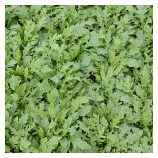 Compra RÚCULA SALVAJE EROS BABY LEAF (1.000.000 Semillas) en la tienda online Fito Agrícola