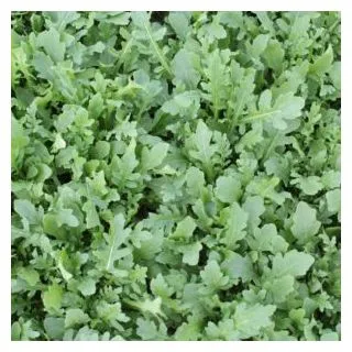 Compra RÚCULA SALVAJE ZEUS (1.000.000 Semillas) en la tienda online Fito Agrícola