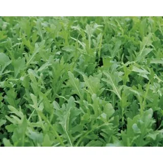 Compra RÚCULA TT MARTE (50 gr.). en la tienda online Fito Agrícola