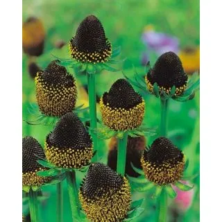 Compra RUDBECKIA BLACK BEAUTY (25 Unid.). en la tienda online Fito Agrícola