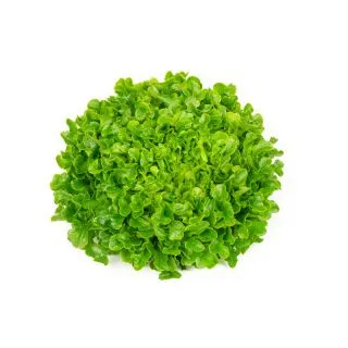 Compra LECHUGA VESPUCCI RZ Pildorada (5.000 Semillas). en la tienda online Fito Agrícola