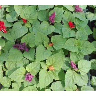 Compra SALVIAS VISTA MEZCLA PLANTEL DESARROLLADO (28 Plantas) en la tienda online Fito Agrícola