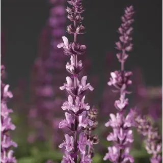 Compra SALVIA MERLEAU ROSE COMPACT (1000 Semillas). en la tienda online Fito Agrícola