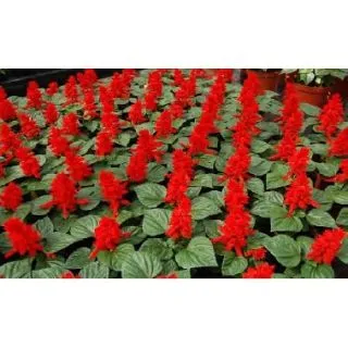 Compra SALVIA RED ALERT BRIGHT RED® MIX (1000 Semillas). en la tienda online Fito Agrícola