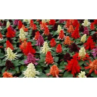 Compra SALVIA REDDY® MIX (1000 Semillas). en la tienda online Fito Agrícola