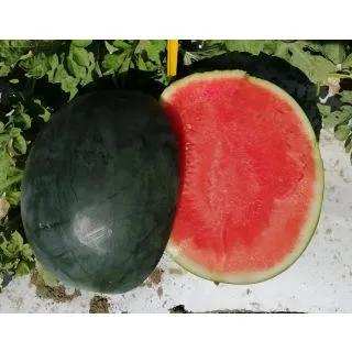 Compra SANDÍA UG 2241 F1 (500 Semillas) en la tienda online Fito Agrícola