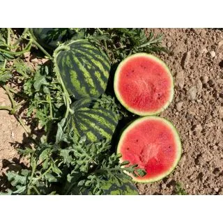 Compra SANDÍA MI20 F1 (1.000 Semillas) en la tienda online Fito Agrícola