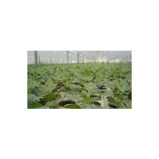 Compra SANDÍA SHINTOSA CAMELFORCE F1 (1.000 Semillas) en la tienda online Fito Agrícola