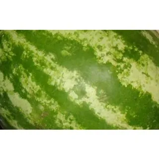 Compra SANDÍA RAYADA EPS104 en la tienda online Fito Agrícola