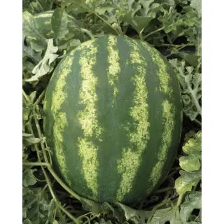 Compra SANDÍA CRISTINA F1 (500 Semillas). en la tienda online Fito Agrícola