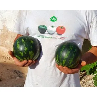 Compra SANDÍA KALÍ F1 (500 Semillas). en la tienda online Fito Agrícola