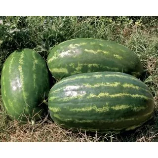 Compra SANDÍA ROSOLIO F1 (500 Semillas). en la tienda online Fito Agrícola