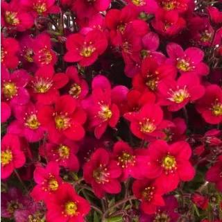 Compra SAXIFRAGA LOFTY DARK ROSE SHADES (1000 Semillas) en la tienda online Fito Agrícola