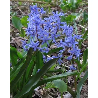 Compra SCILLA BIFOLIA (100 Unid.). en la tienda online Fito Agrícola