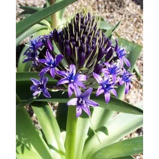 Compra SCILLA PERUVIANA (10 Unid.). en la tienda online Fito Agrícola