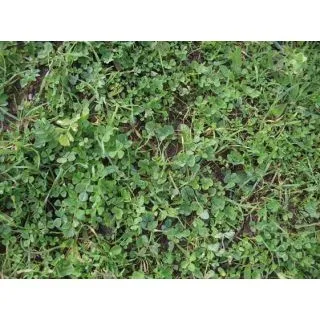 Compra SECANO LEGUMINOSAS SUELOS ÁCIDOS (20 Kgr.). en la tienda online Fito Agrícola