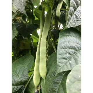 Compra JUDÍA SVB212GP (5.000 Semillas). en la tienda online Fito Agrícola