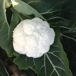 Compra COLIFLOR SV5864AC F1 (2.500 Semillas) en la tienda online Fito Agrícola