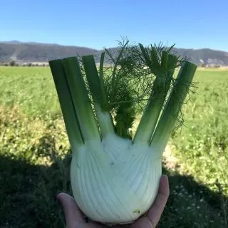 Compra HINOJO CARTESIO Peliculado (10.000 Semillas). en la tienda online Fito Agrícola