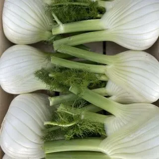 Compra HINOJO OTTAVIANO Peliculado (10.000 Semillas). en la tienda online Fito Agrícola