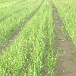 Compra CEBOLLA BIGGER (250.000 Semillas) en la tienda online Fito Agrícola